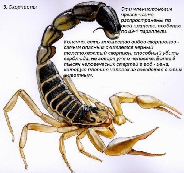 Какие животные самые опасные