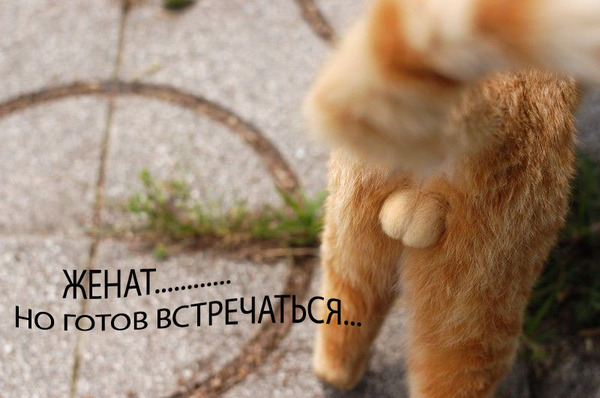 Перевязать ножки стола чтобы кот вернулся Перевязать ножки стола чтобы кот вернулся