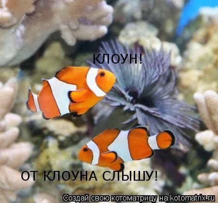 Рыба-клоун почему так называется Рыба-клоун почему так называется