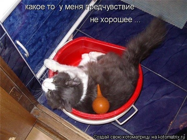 Запор у кота как сделать клизму 711