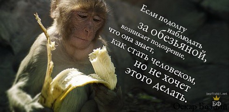 Пословицы со словом обезьяна Пословицы со словом обезьяна