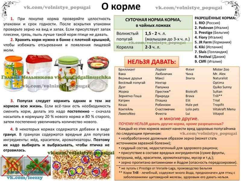 Чем кормят волнистых попугаев кроме корма в домашних условиях Чем кормят волнистых попугаев кроме корма в домашних условиях
