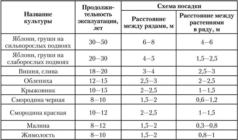 На каком расстоянии друг от друга стоит сажать саженцы