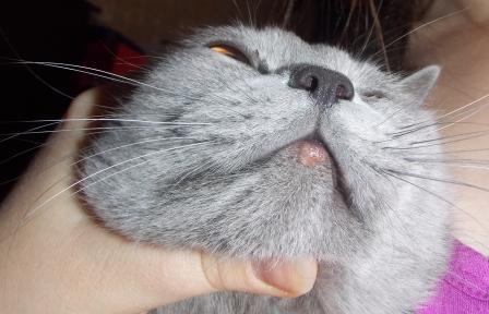 У кота опухает верхняя губа У кота опухает верхняя губа