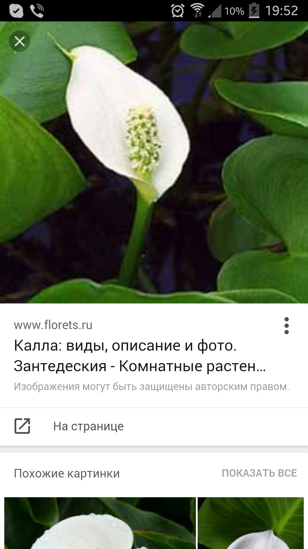 15 растений, которые нельзя держать дома Болезни и вредители комнатных растений GreenHome