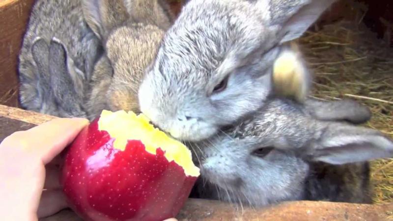 Чем кормить зайчат в домашних условиях Чем кормить зайчат в домашних условиях
