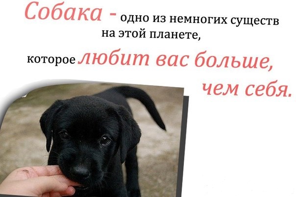 Собаки лучшие друзья человека цитаты Собаки лучшие друзья человека цитаты