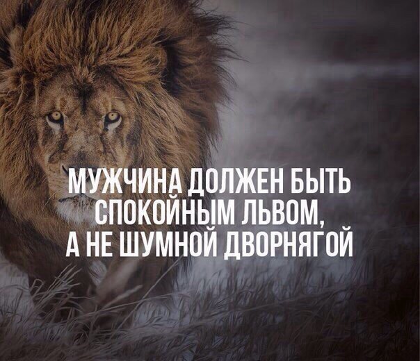 Фото цитаты львы Фото цитаты львы