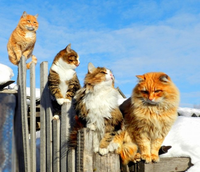 Кот на забор Кот на забор
