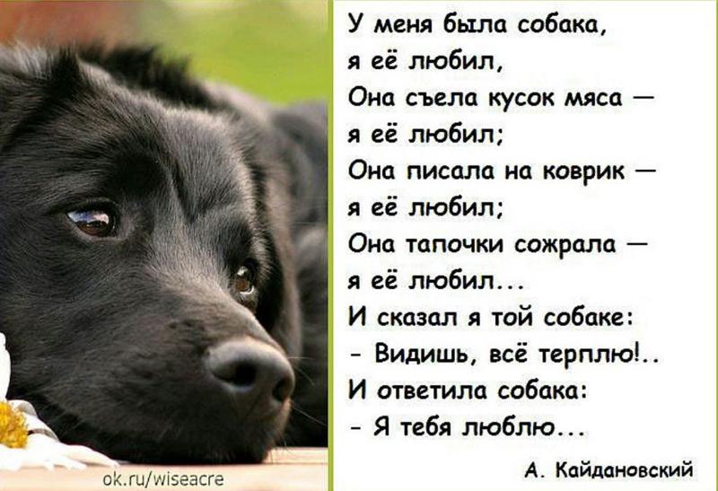 Поздравление про животных 92