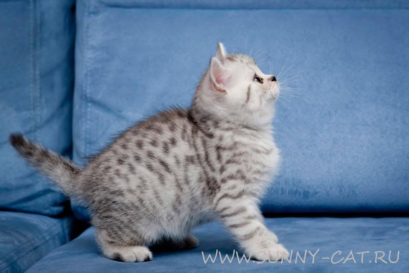 Хотим подарить котенка Хотим подарить котенка