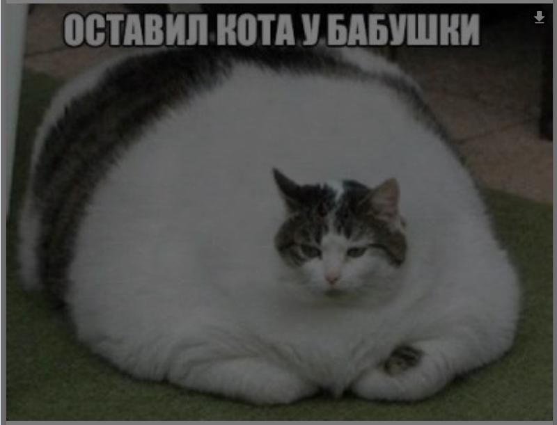 Кошка ходит в туалет в кровать что Кошка ходит в туалет в кровать что