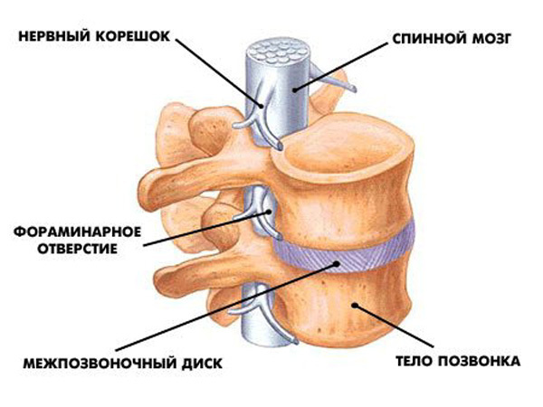Сегментах носить что это такое Сегментах носить что это такое