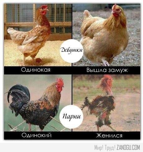 Мужики до свадьбы и после картинка Мужики до свадьбы и после картинка