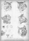 Рисовать морду кошек Рисовать морду кошек