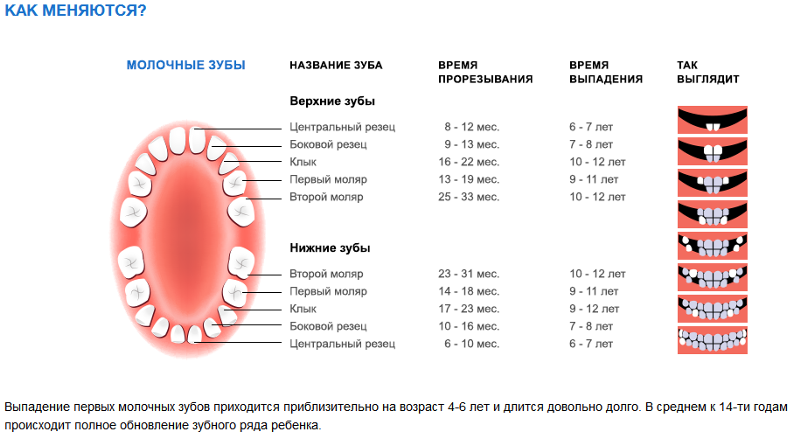 Если у ребенка лезут зубы мудрости Если у ребенка лезут зубы мудрости
