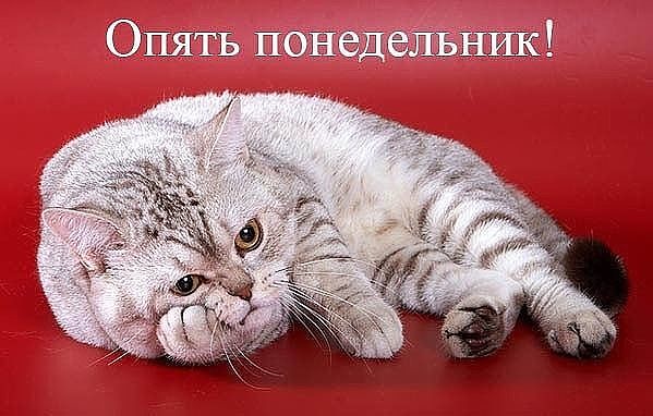 Мое отношение к понедельнику Мое отношение к понедельнику