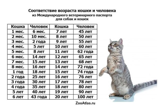 Вязание игрушек брелков крючком Вязание игрушек брелков крючком