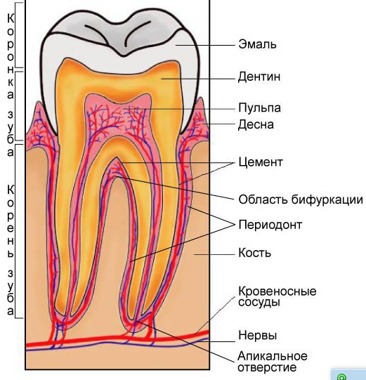На десне кровеносный сосуд На десне кровеносный сосуд