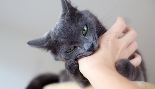 Песня цап царап маленький котенок скачать