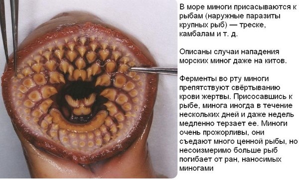 Опасны ли угри для человека Опасны ли угри для человека