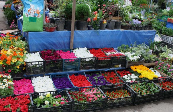 Рассада цветов на продажу Рассада цветов на продажу
