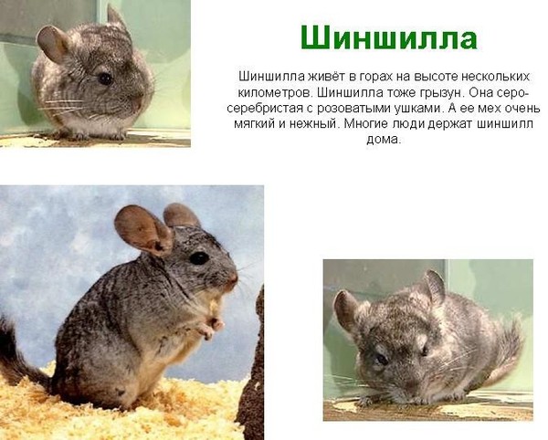 Где живут шиншиллы в домашних условиях - Раум Профи