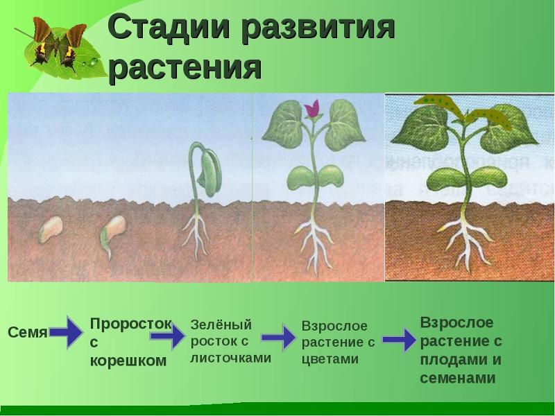 Дети для чего растениям семена Дети для чего растениям семена