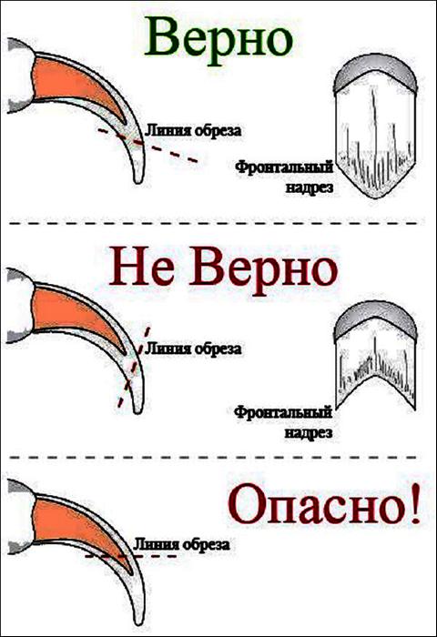 Когти в домашних условиях
