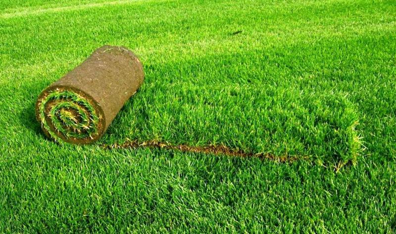 Как устроить газон Как устроить газон