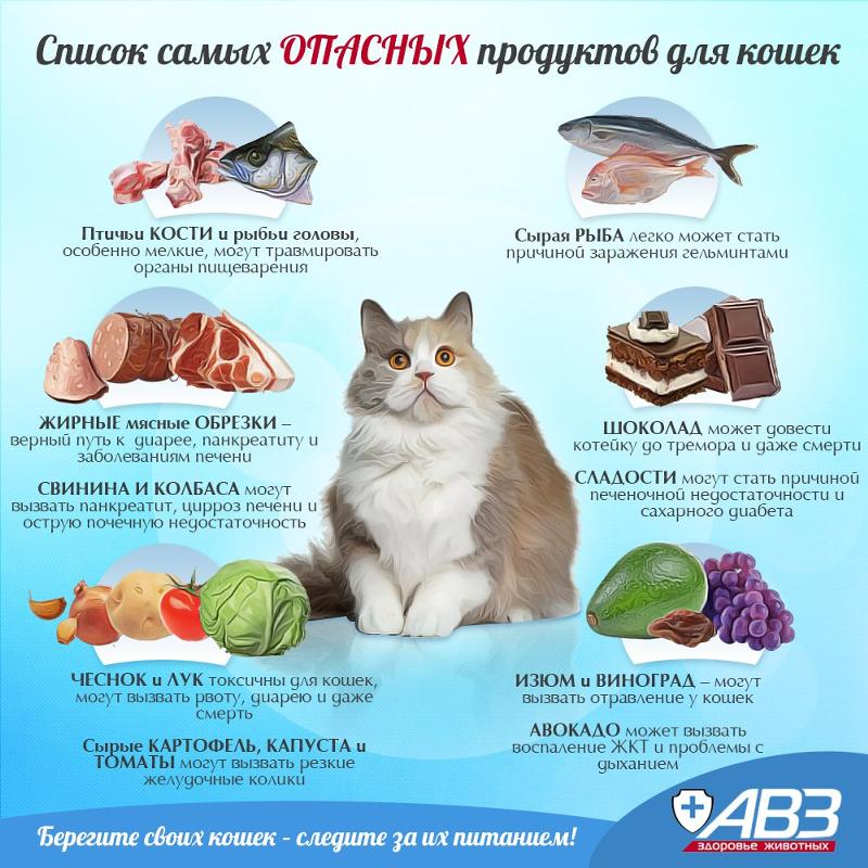 Почему нельзя кормить кошек рыбой и молоком Почему нельзя кормить кошек рыбой и молоком