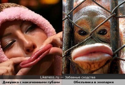 Женщины тянут губы Женщины тянут губы