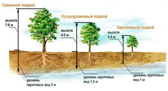 Сорт яблони при близких грунтовых водах Сорт яблони при близких грунтовых водах