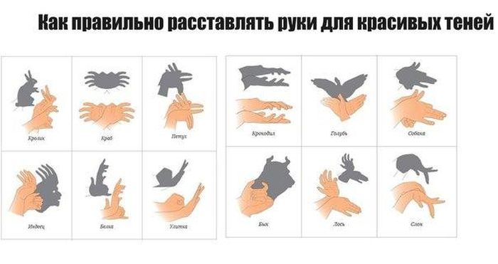 Как сделать тени животных руками из