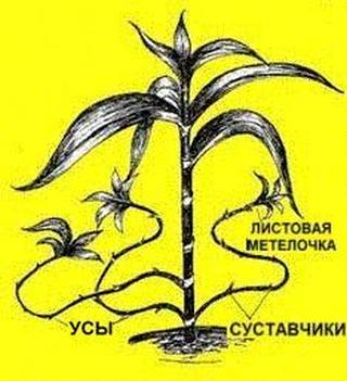 Сустав золотого уса Сустав золотого уса