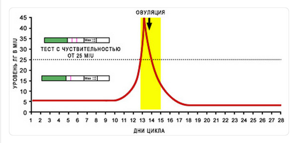 Поздняя овуляция с чем связана Поздняя овуляция с чем связана