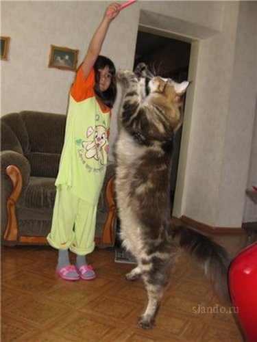 Кот майкун самый большой