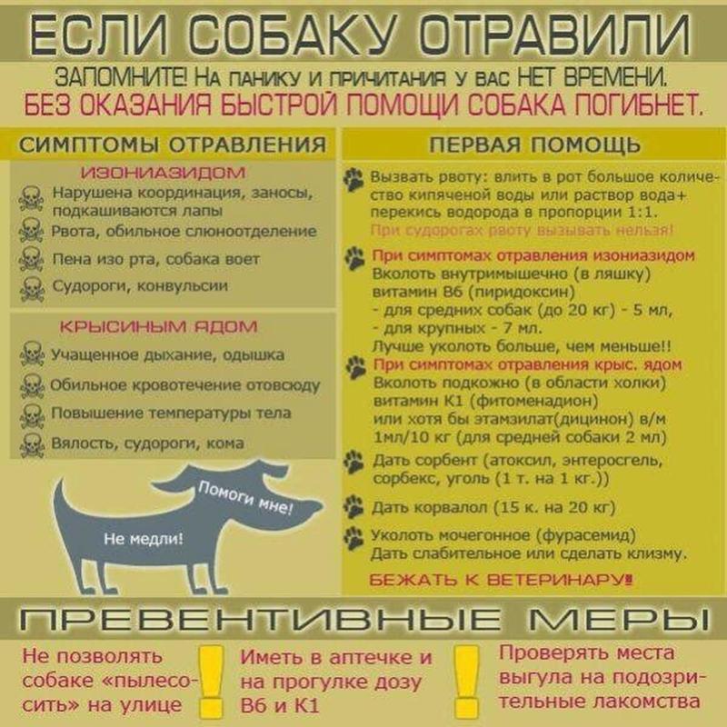Что делать если отравили собаку в домашних условиях