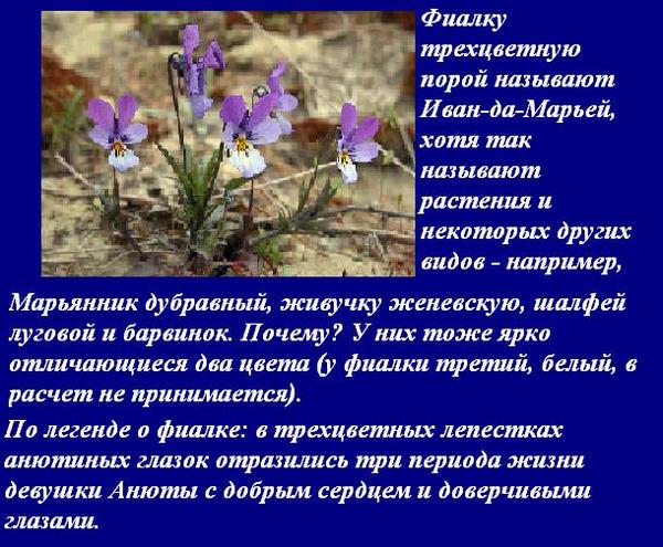 1000 выкроек игрушек - делаем своими руками Стихи о фиалке