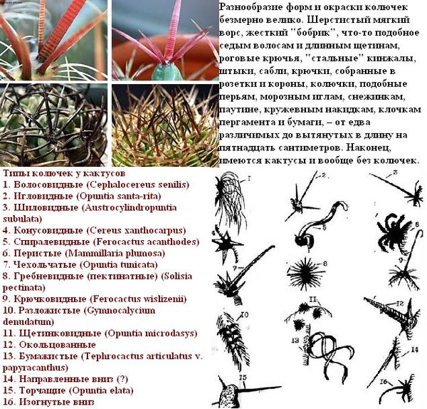 Поговорки про кактусы Поговорки про кактусы