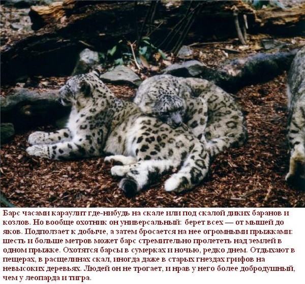 Барсы где это находится Барсы где это находится