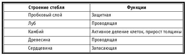 Как строение стебля связано с выполняемой функцией Как строение стебля связано с выполняемой функцией
