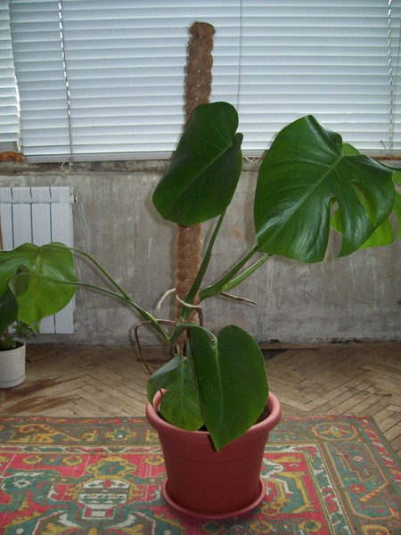 Монстера-особенности ухода и разведения GreenHome Монстера - Monstera: фото, условия выращивания, уход и