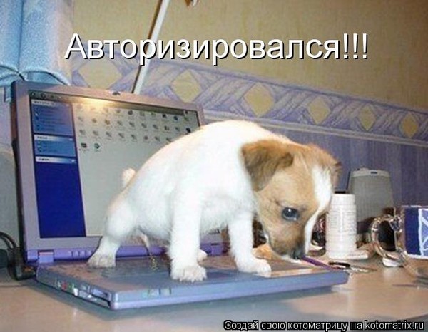 Собака еле ходит что делать Собака еле ходит что делать