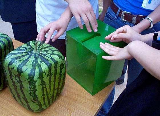 Как сделать чтобы вырос арбуз Как сделать чтобы вырос арбуз