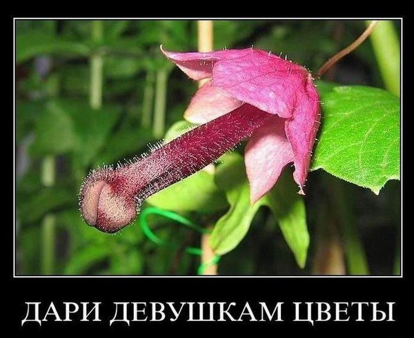Цветок мужского рода Цветок мужского рода
