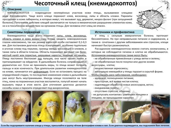 Как лечить клеща у попугаев в домашни условиях Как лечить клеща у попугаев в домашни условиях