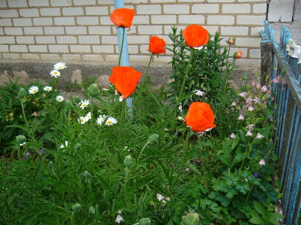 Ромашки с чем сажать 546