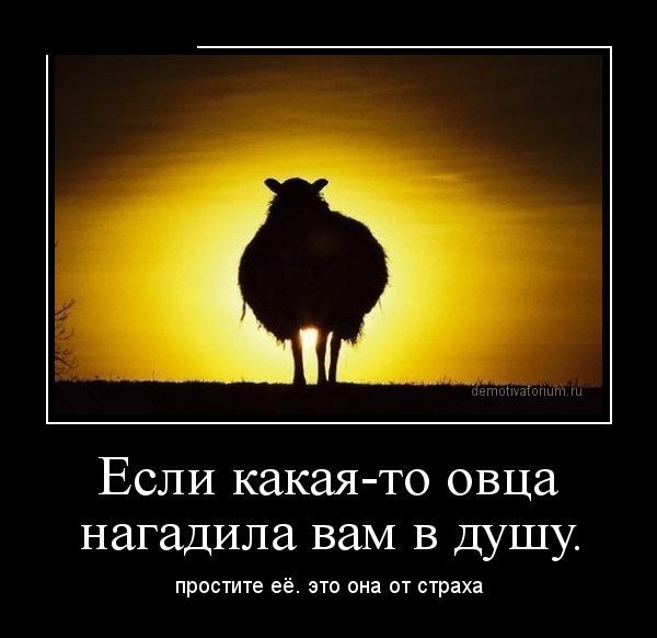 Цитаты из сам овца Цитаты из сам овца