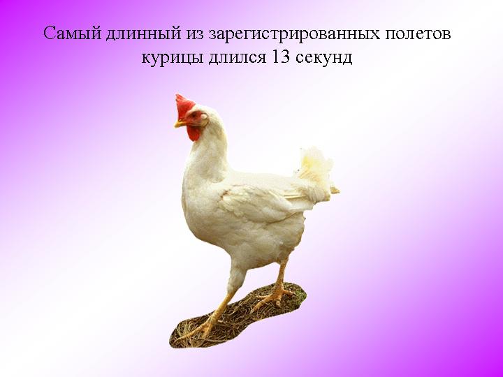 Афоризмы о цыплятах Афоризмы о цыплятах